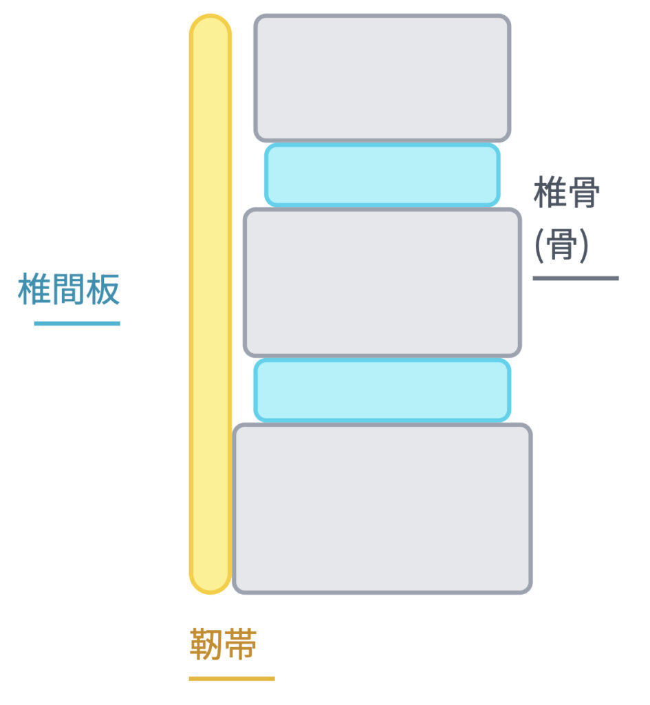 椎骨 (骨)、椎間板、靭帯イメージ